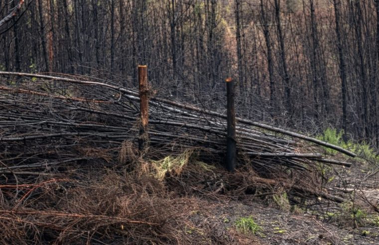 Oliveira do Hospital reforça intervenções de estabilização pós-incêndio nos vales do Alva e do Alvoco