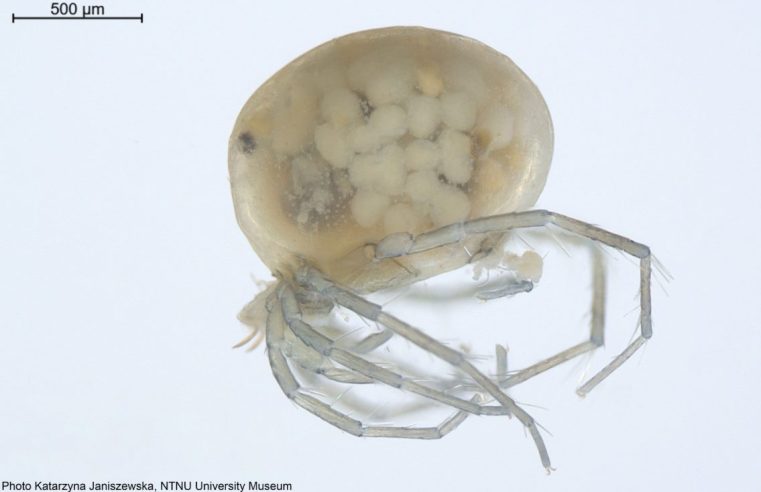 Praia fluvial do Sabugueiro revela nova espécie para a ciência