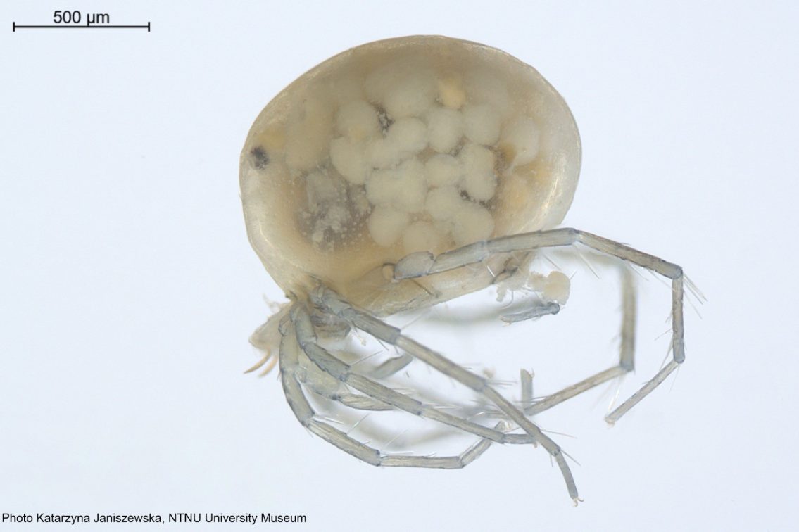 Praia fluvial do Sabugueiro revela nova espécie para a ciência