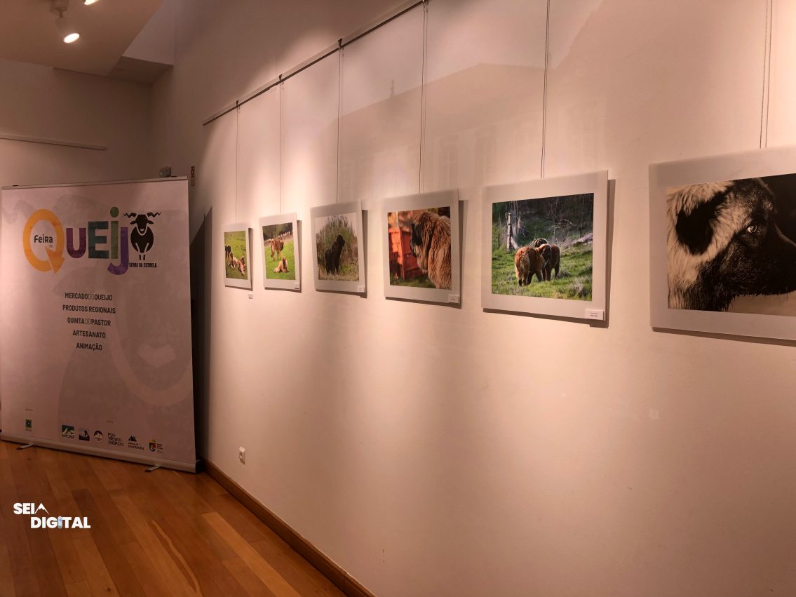 Cão Serra da Estrela em exposição no Posto de Turismo de Seia