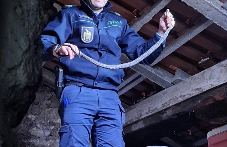 GNR resgata cobra-ferradura encontrada em sótão de habitação