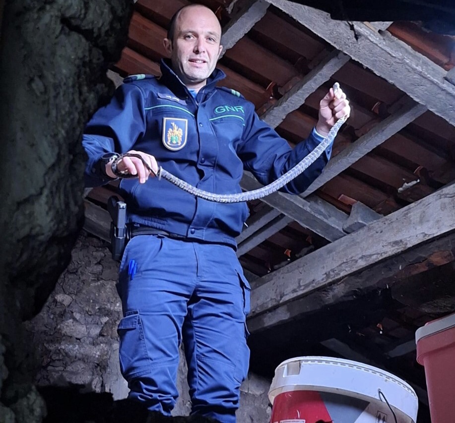 GNR resgata cobra-ferradura encontrada em sótão de habitação