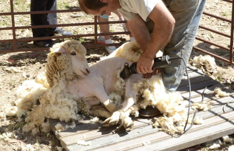 Lã da Serra da Estrela: de resíduo ignorado a recurso estratégico em debate nacional