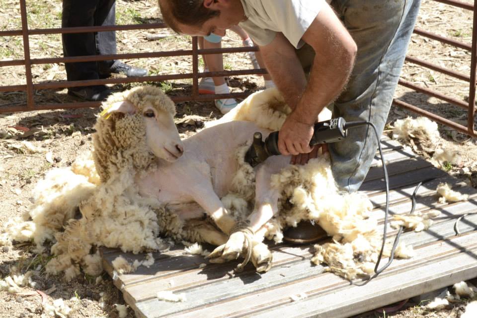 Lã da Serra da Estrela: de resíduo ignorado a recurso estratégico em debate nacional