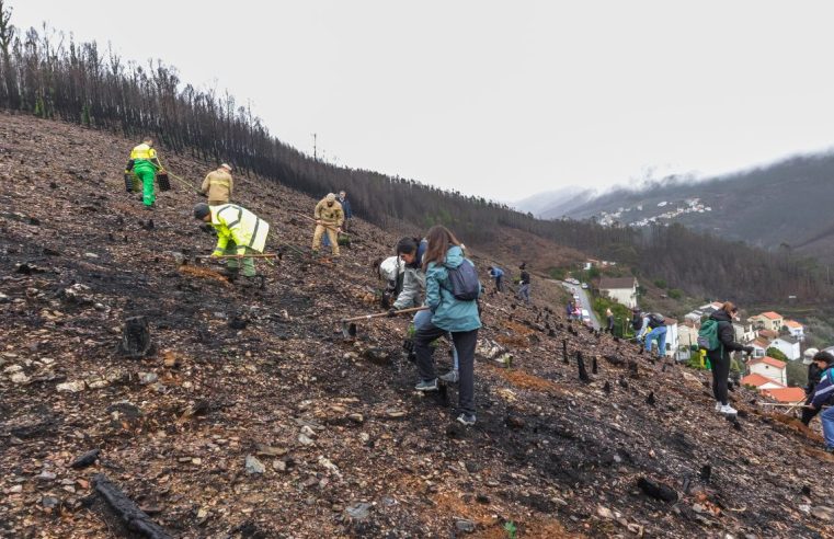 Seia promove ações de reflorestação nos Condomínios de Aldeia afetados pelos incêndios