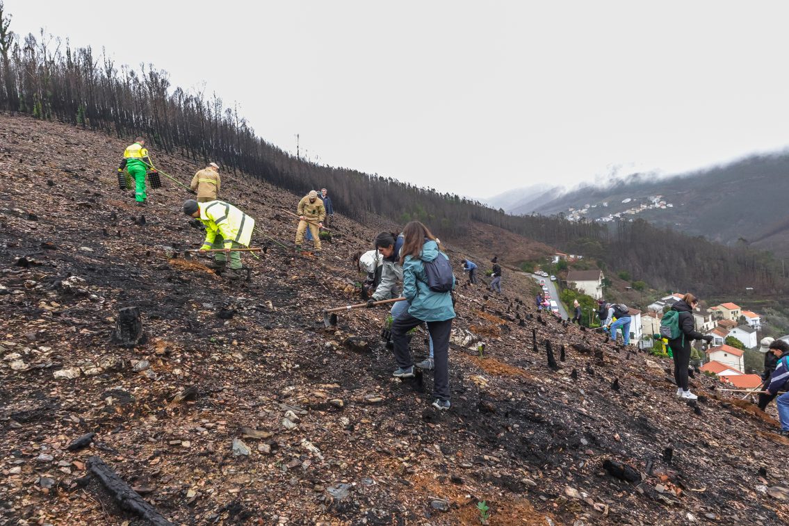 Seia promove ações de reflorestação nos Condomínios de Aldeia afetados pelos incêndios