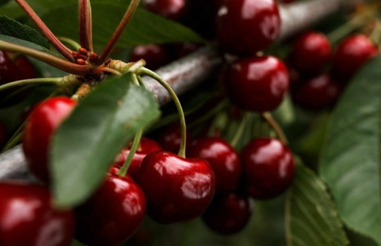 Politécnico da Guarda lidera projeto ibérico para tornar produção de cereja mais sustentável