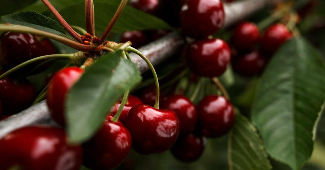 Politécnico da Guarda lidera projeto ibérico para tornar produção de cereja mais sustentável