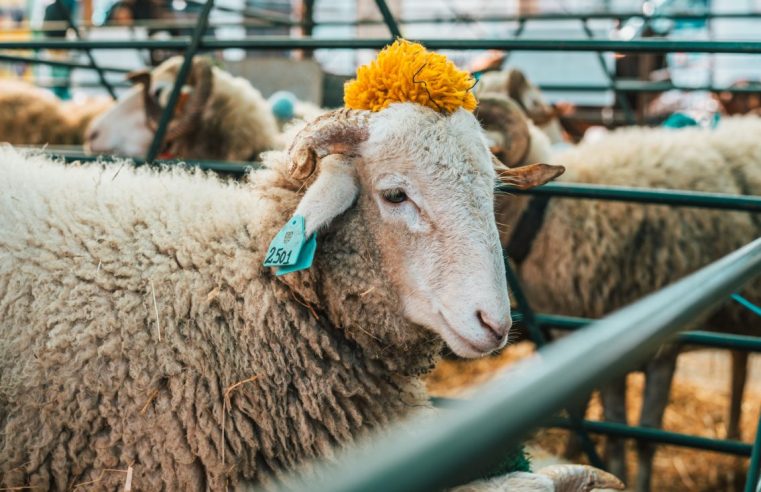 Oliveira do Hospital apoia criadores de ovinos Serra da Estrela na vigilância sanitária