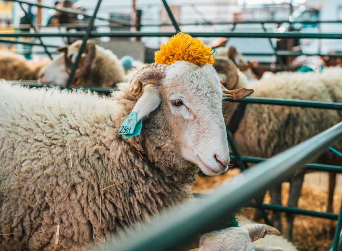 Oliveira do Hospital apoia criadores de ovinos Serra da Estrela na vigilância sanitária