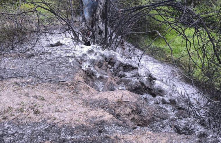 Homem detido em Gouveia por incêndio florestal após queima de sobrantes