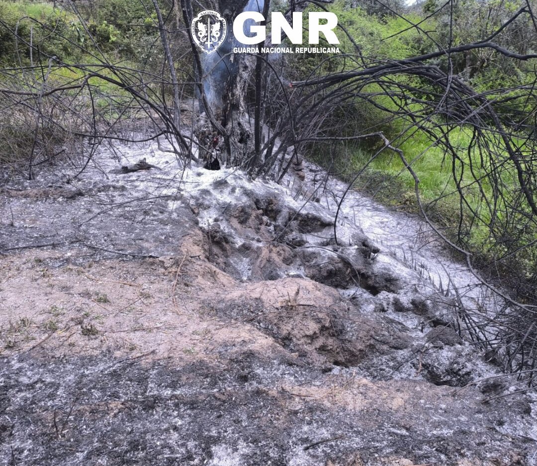 Homem detido por incêndio florestal no concelho de Gouveia