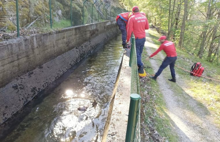 Resgate de corço mobiliza várias entidades em Seia