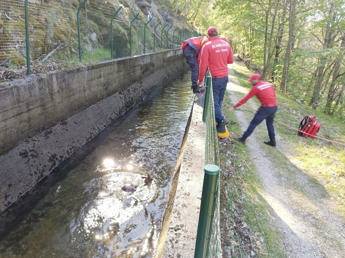 Resgate de corço mobiliza várias entidades em Seia