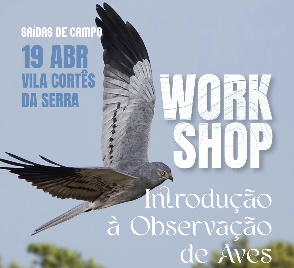 Gouveia promove saída de campo dedicada à observação de aves