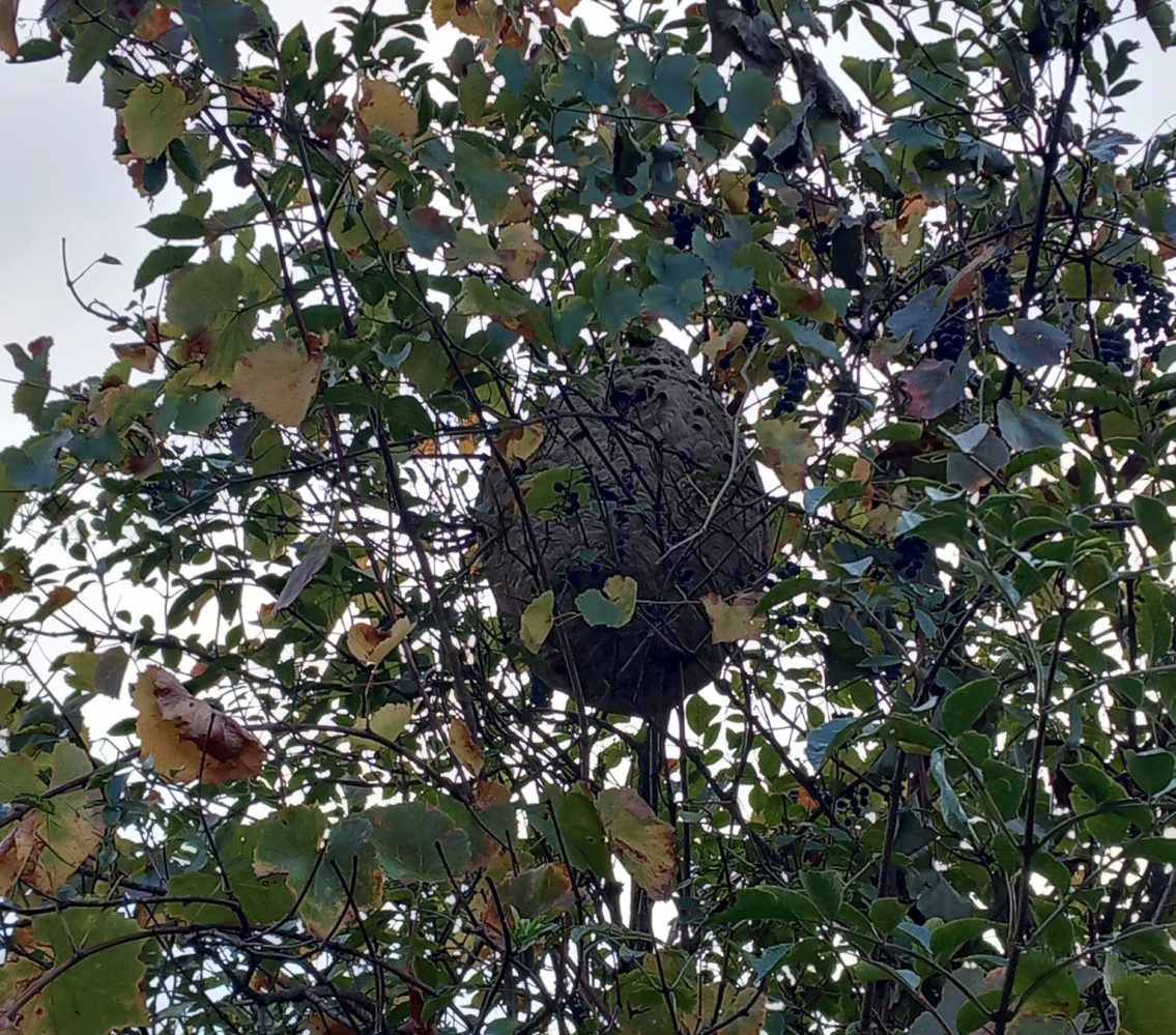 Arganil desativa mais de 340 ninhos de vespa-asiática