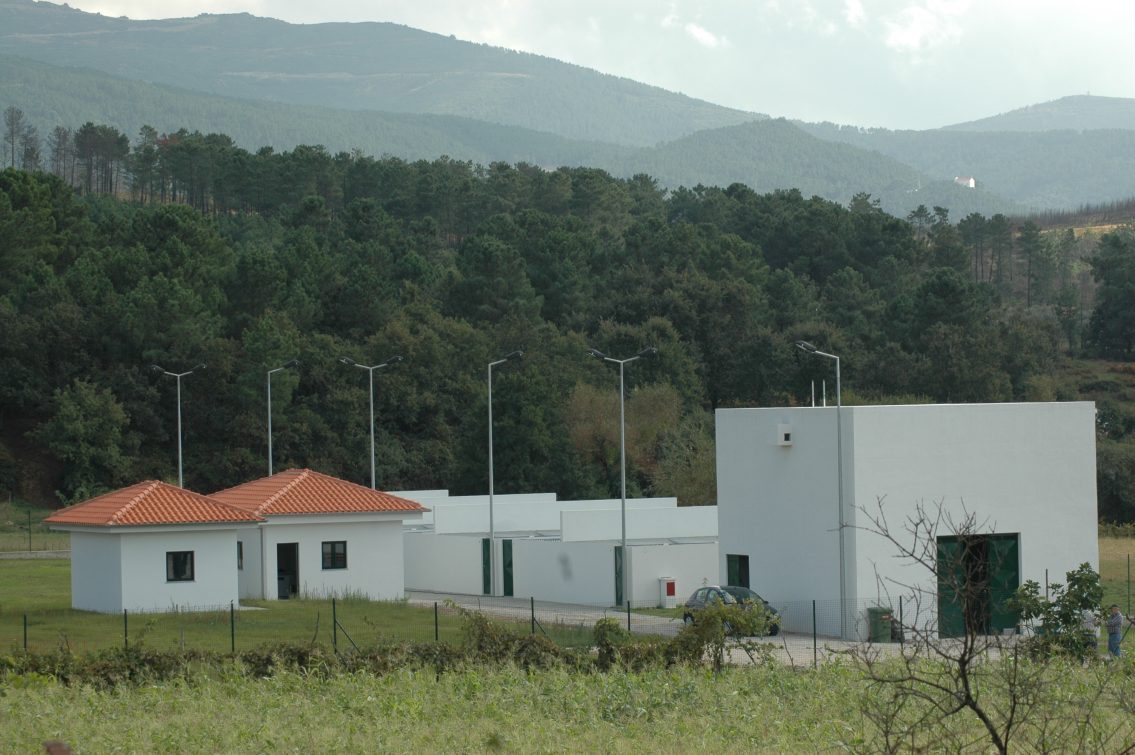 Seia regista recorde de esterilizações de animais errantes em 2025