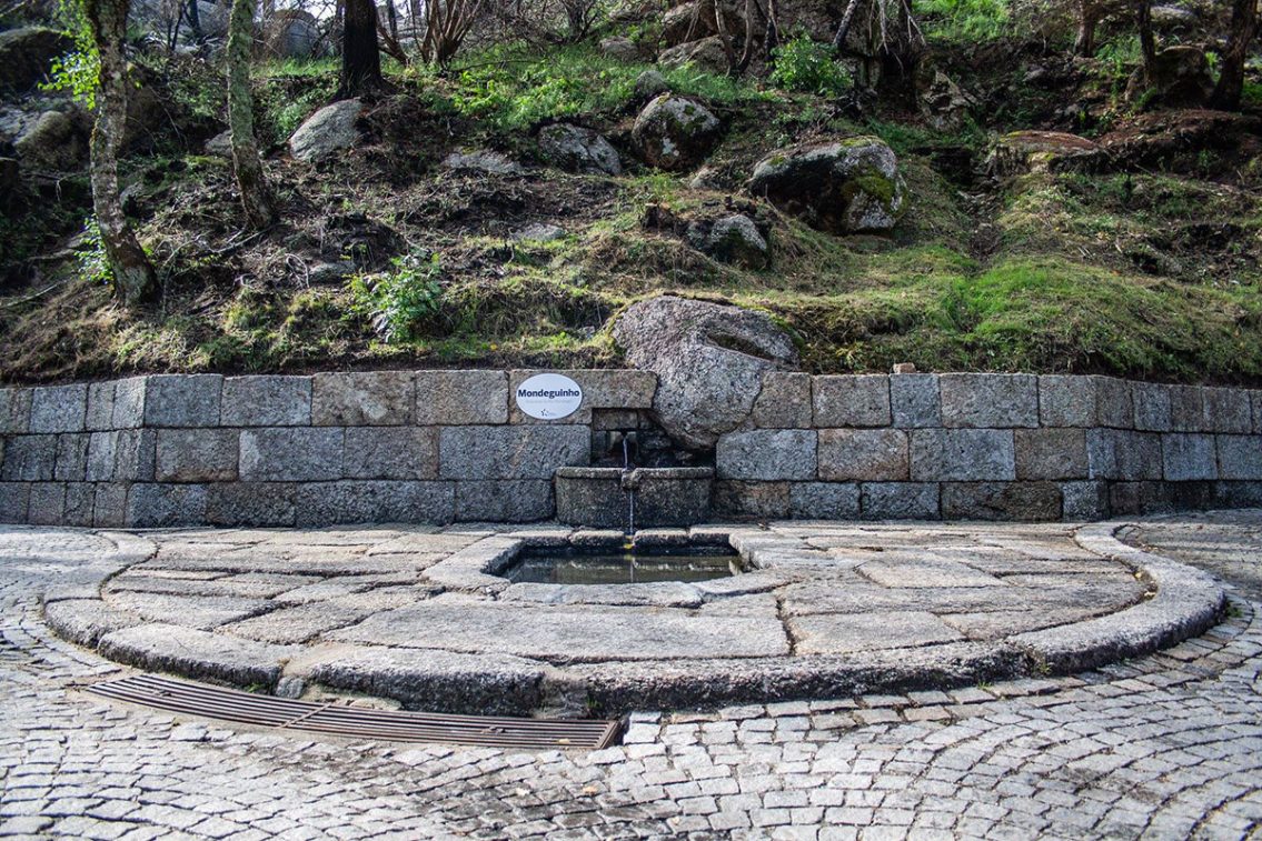 Gouveia assinala Dia Mundial do Ambiente com iniciativas dedicadas à sustentabilidade