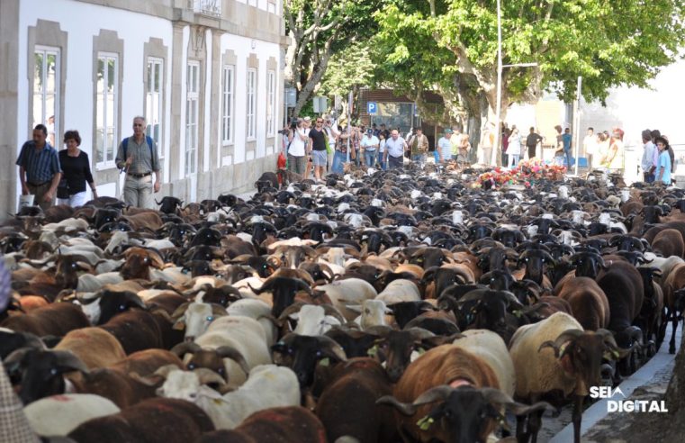 PSD pede maior ambição para a Festa da Transumância; Câmara defende autenticidade do evento