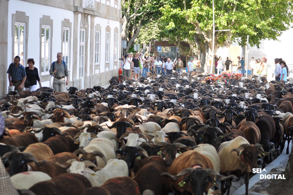 PSD pede maior ambição para a Festa da Transumância; Câmara defende autenticidade do evento