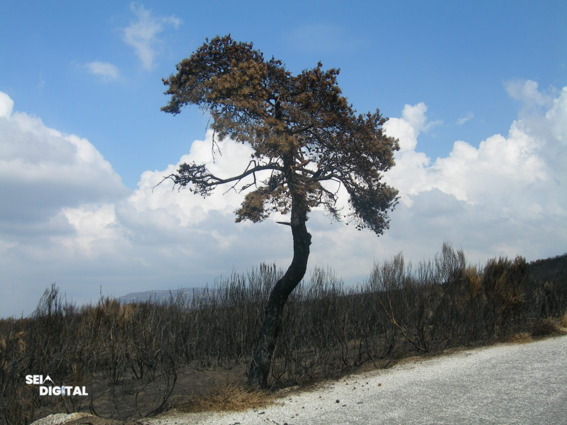 GNR detém jovem de 26 anos por provocar incêndio com queima de sobrantes em Seia