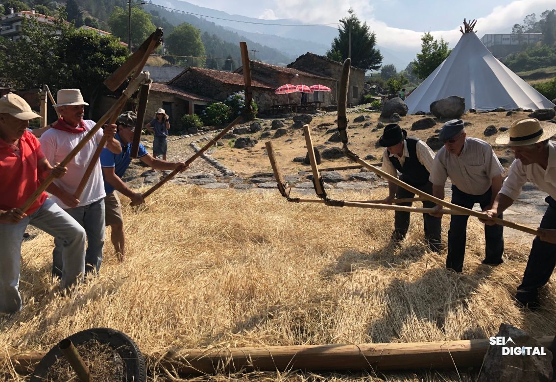Alvoco da Serra revive a ancestral Malha do Centeio no próximo sábado