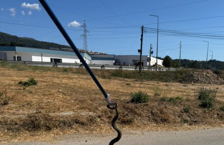 SEPNA resgata cobra-de-água que se encontrava dentro de uma habitação em Seia