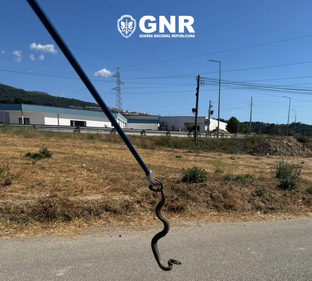 SEPNA resgata cobra-de-água que se encontrava dentro de uma habitação em Seia