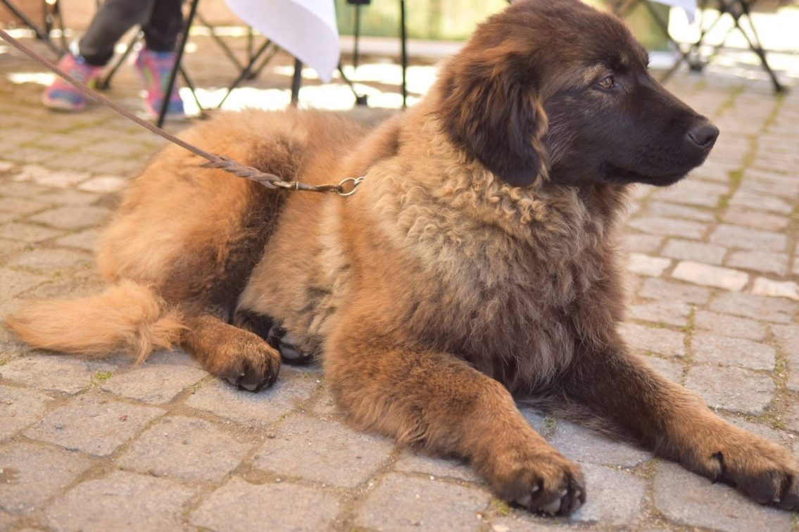 Seia recebe encontro que celebra e valoriza o Cão da Serra da Estrela