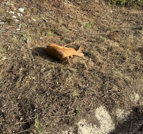 Corço debilitado resgatado pelo SEPNA no Parque Natural da Serra da Estrela