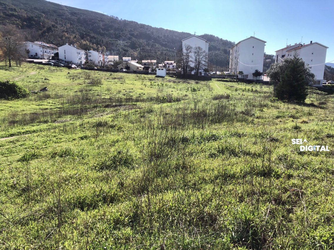 CineEco planta 32 árvores em Seia para criar futuro bosque com auditório natural