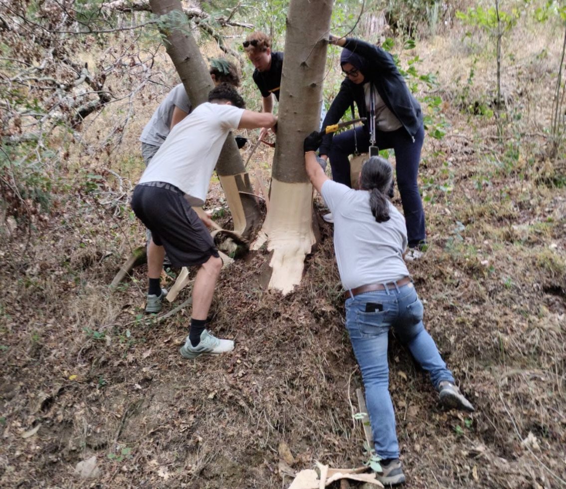 Estudantes da Hungria e do Egipto participam em iniciativa ambiental na Mata do Desterro