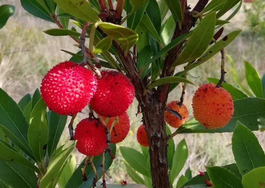 São Gião celebra Festa do Medronho e Sabores de Outono com música e tradições